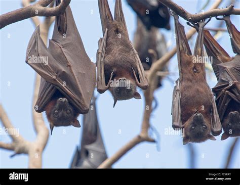 Group Of Grey Headed Fruit Bats Flying Foxes Pteropus Poliocephalus