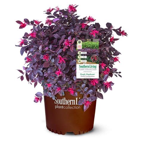 The vibrant blossoms create a lovely contrast against the dark foliage. Loropetalum - Purple Daydream - Ruibals