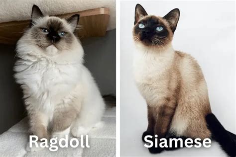 Ragdoll Vs Siamese Cats How To Decide Which One To Buy Ragdoll Report