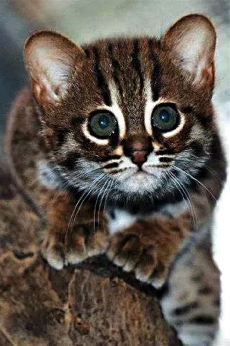 14 Rarest Cat Breeds In Thе World Chеck Out Thе Rarеst Cat Brееds In