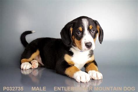 Entlebucher Mountain Dog Puppies For Sale Entlebucher Mountain Dog