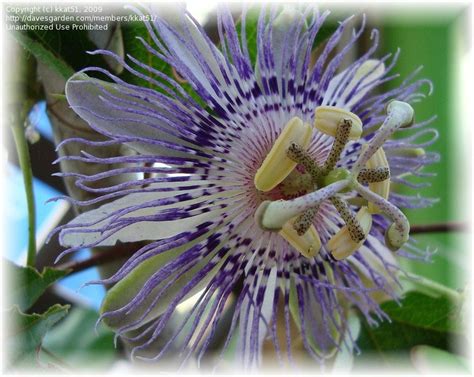 Plantfiles Pictures Passiflora Blue Passion Flower Hardy Passion