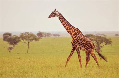 Wild Giraffe Walking Through Serengetis By Volanthevist