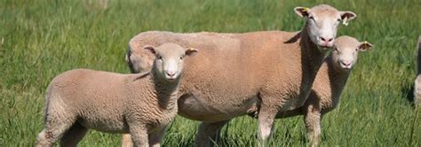 Poll Dorsets Sheep