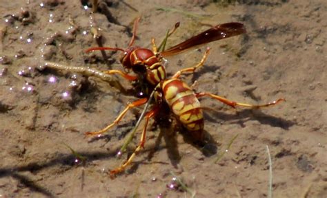 25 Common Wasps In Texas With Pictures