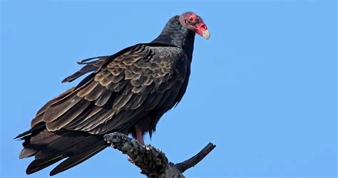 Turkey Vulture Identification All About Birds Cornell Lab Of Ornithology