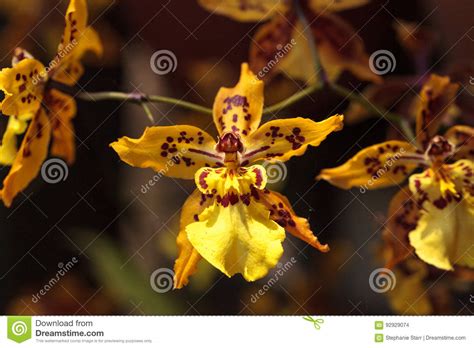 Questa foto è una foto di fiori, giallo, orchidea. Il Fiore Giallo Dell'orchidea Di Oncidium Fiorisce In Un Giardino Botanico Fotografia Stock ...