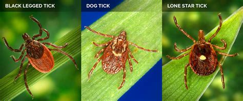 The Lone Star Tick And Meat Allergies What To Know