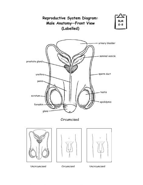 Anatomical Diagram Of Male Reproductive System Diagrams Of Male