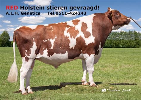 High quality red bull ring gifts and merchandise. Gevraagd: RED Holstein stieren! - ALH Genetics