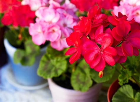 10 Best Smelling Fragrant Indoor Plants You Must Grow