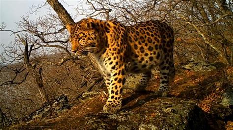 Call Of Worlds Rarest Big Cat Recorded In Wild For First Time Rare