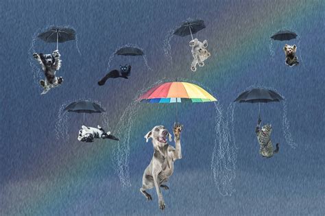 Raining Cats And Dogs Dog Cat Raining Cats And Dogs Cats