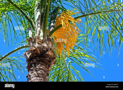 A Flowering Palm Tree Stock Photo Alamy