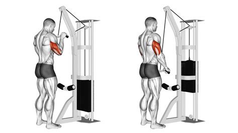 Best Triceps Exercises For Muscle Mass And Strength
