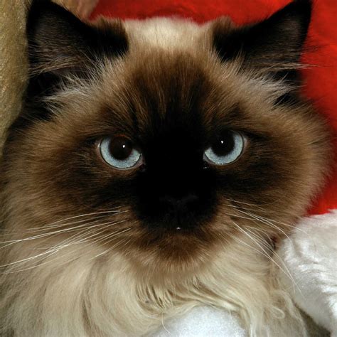 The Himalayan Cat Cat Breeds Encyclopedia