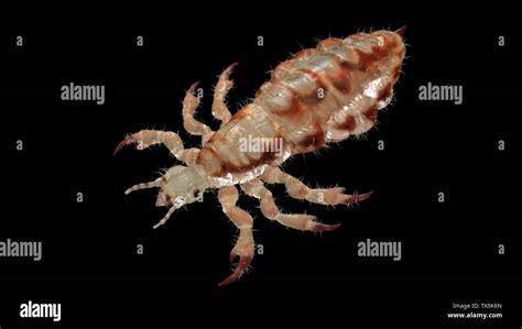 3d Rendered Illustration Of A Head Louse Stock Photo Alamy