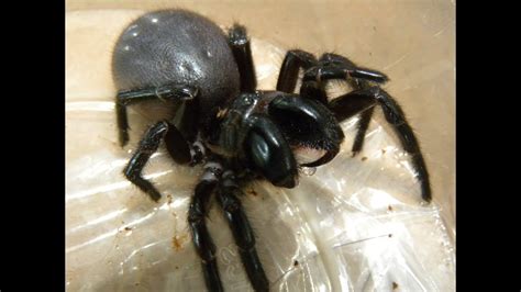 Sydney Funnel Web Spider 10 Freaky Facts Youtube