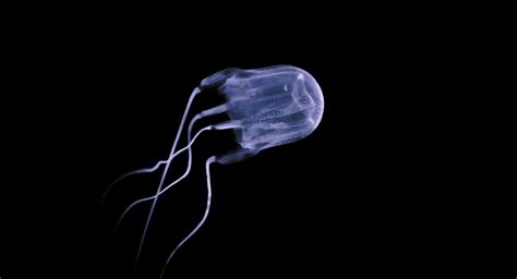 A Possible Antidote To The Deadly Box Jellyfish Sting