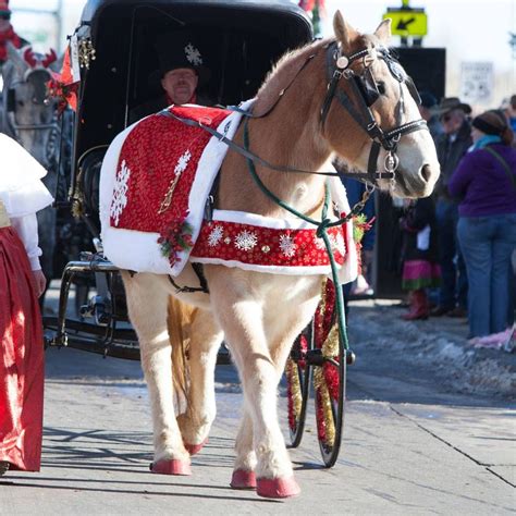 Check spelling or type a new query. Lilly's Horse Costume for the Parker Christmas Parade ...