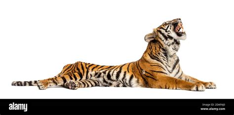 Roaring Tiger Lying Down Isolated On White Stock Photo Alamy