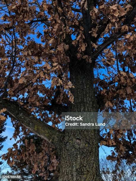Large Eastern White Oak Tree During Winter Stock Photo Download Image