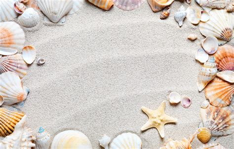 Wallpaper Sand Beach Frame Shell Sand Starfish Seashells Images