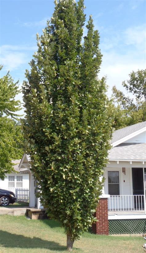 Quercus Robur Fastigiata Columnar English Oak North Carolina