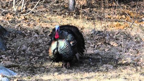 Mating Season For Wild Turkeys Youtube