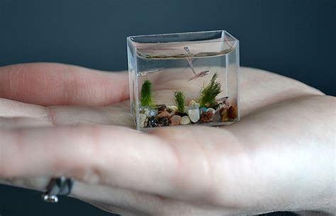 Fish In Your Fingers The Worlds Smallest Aquarium That Fits In The