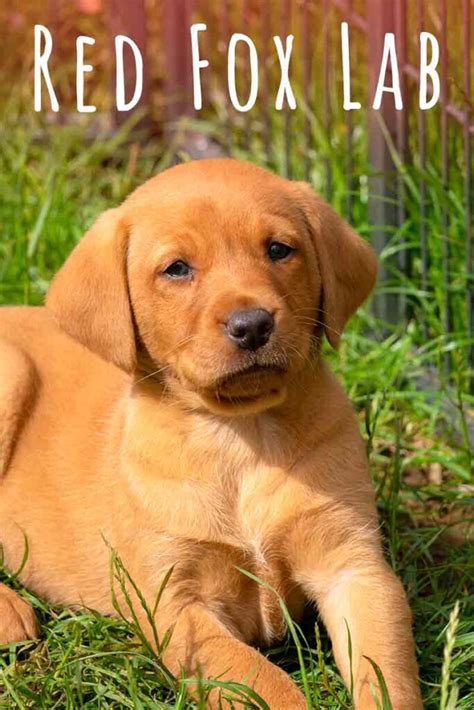 Red Fox Lab Red Coated Labrador Retrievers Explained