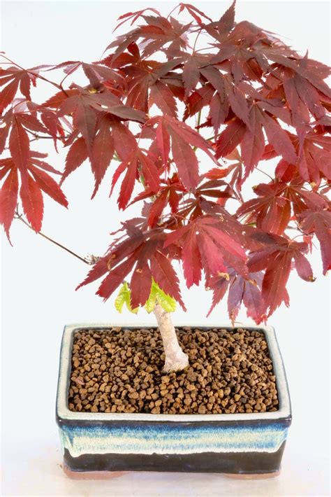 Stunning Outdoor Japanese Deep Red Maple Bonsai In Unique Blue