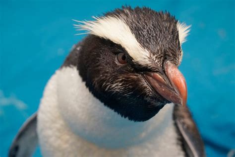 Fiordland Crested Penguintawaki New Zealand Native Sea And Shore