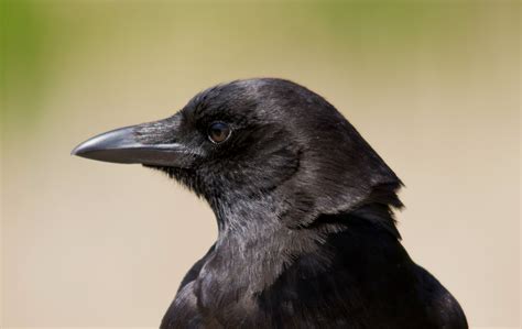 Wallpaper Black Profile Raven Wildlife Beak Jay View Fauna Rook Perching Bird