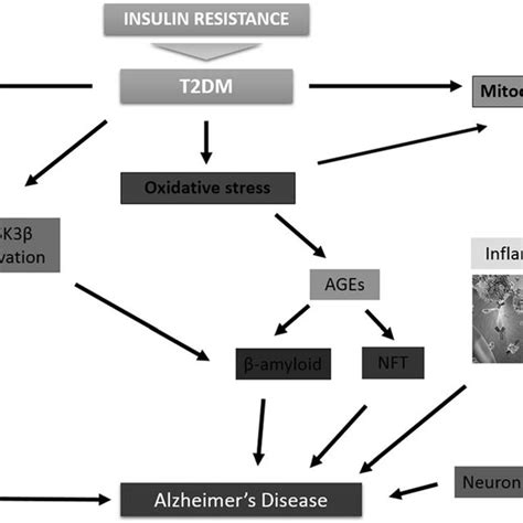 Mechanisms Linking Diabetes Type 2 Diabetes Mellitus T2dm And