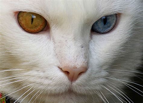 Are Most White Cat With Blue Eyes Deaf