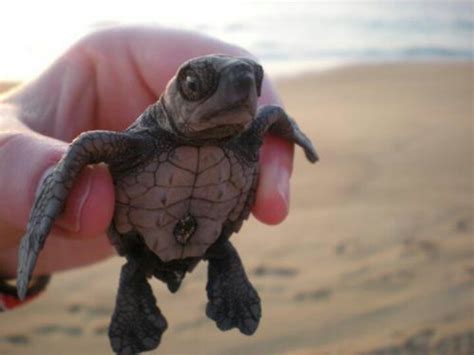 Baby Sea Turtle Cute Comrades Pinterest