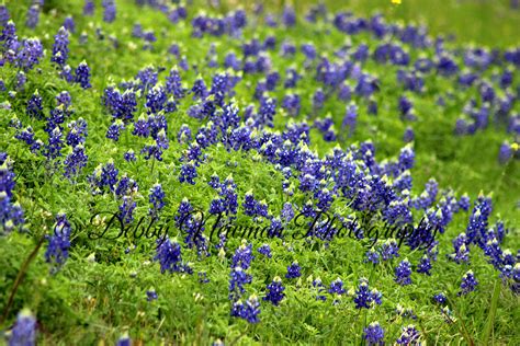 Bluebonnet Field Texas Bluebonnets ~ Nature Photos ~ Creative Market