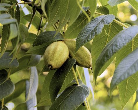 Wild Nuts In Canada The Canadian Encyclopedia