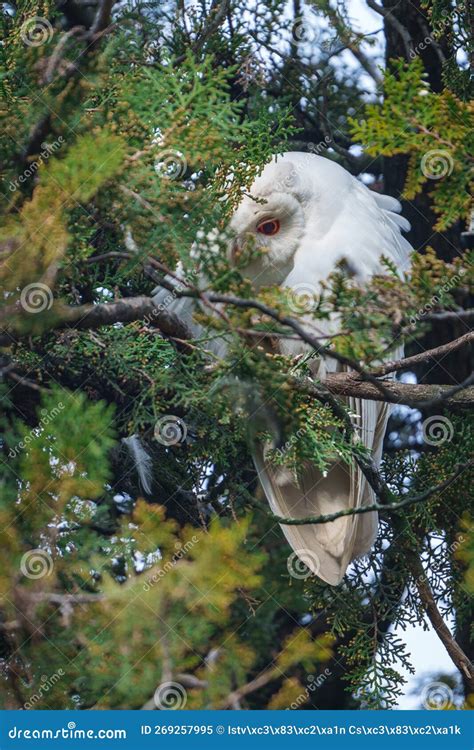 Albino Long Eared Owl Asio Otus Stock Image Image Of Close Cute