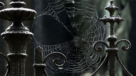 Spiderweb Background Wallpapersafari