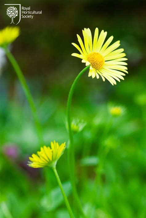 Royal Horticultural Society Spring Flowers Doronicum Orientale A