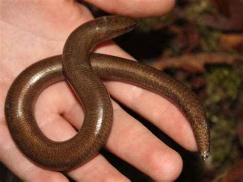 Maybe you would like to learn more about one of these? Blindschleiche im Garten: Keine Angst vor der "Schlange"