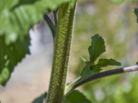 Stay up to date on the latest company news, industry trends and regulatory changes that affect our markets and learn about members of our community. New Growth Green Plant Free Stock Photo - Public Domain ...