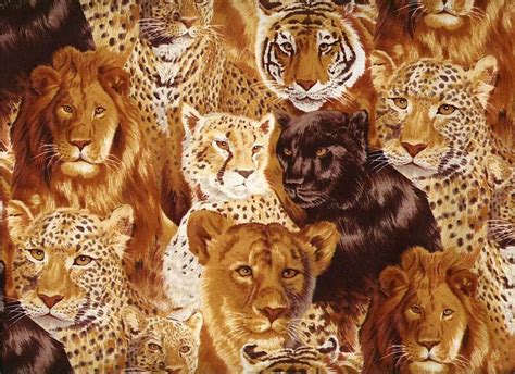 78 Big Cats Wallpaper On Wallpapersafari