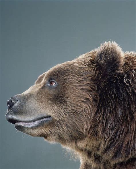 A Brown Bear Standing In Front Of A Gray Background