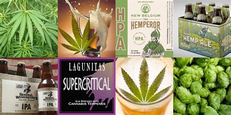 a brief history of cannabis infused beer absolute beer