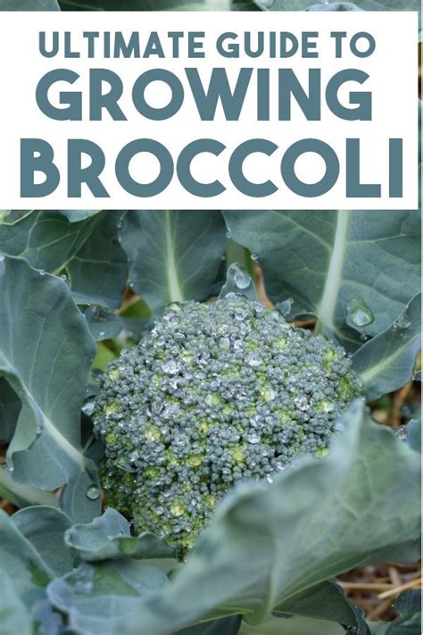 How To Grow Broccoli Easy Beginners Guide Growing Broccoli