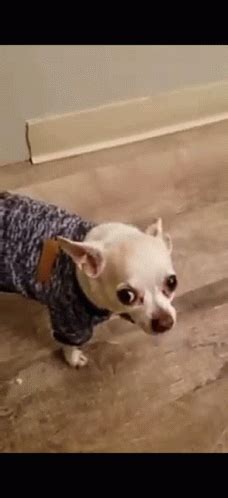 Chihuahua GIF Chihuahua Discover Share GIFs