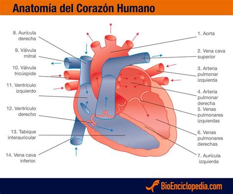 Corazón Humano Características Bioenciclopedia Anatomía Del
